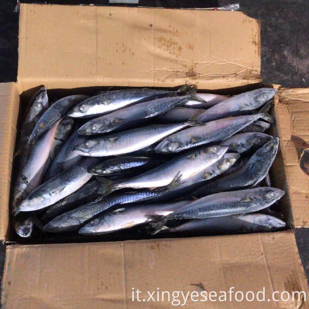 Whole Round Mackerel